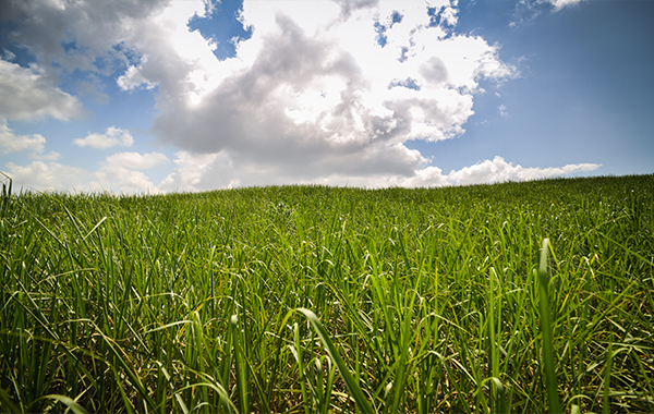 Sugarcane-farming