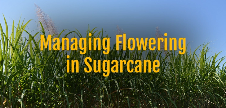 Managing Flowering in Sugarcane-m