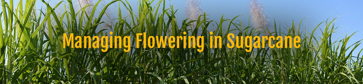 Managing Flowering in Sugarcane