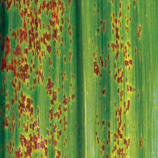 Research snippets Picture 2 - Rust