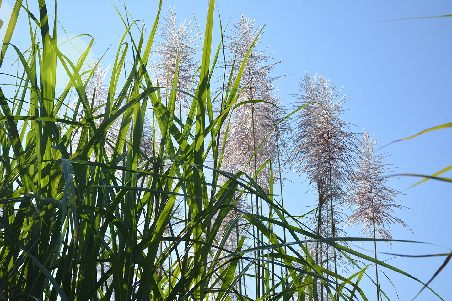 flowering (2)