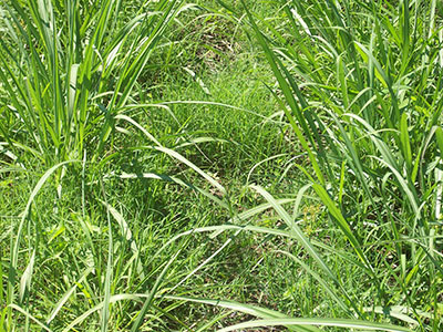 Weed-control-october
