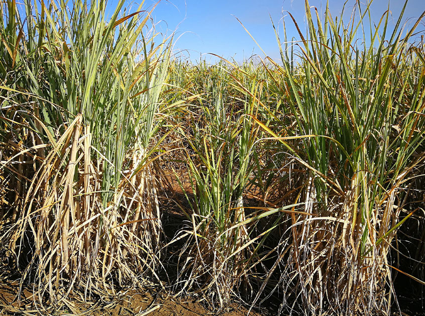 Topical-Tips-Ploughout-and-Planting