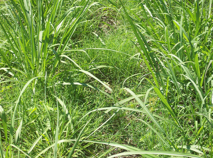Topical-Tips-Weed-Control