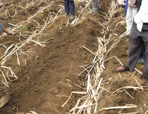Preparation-of-replant-fields-may