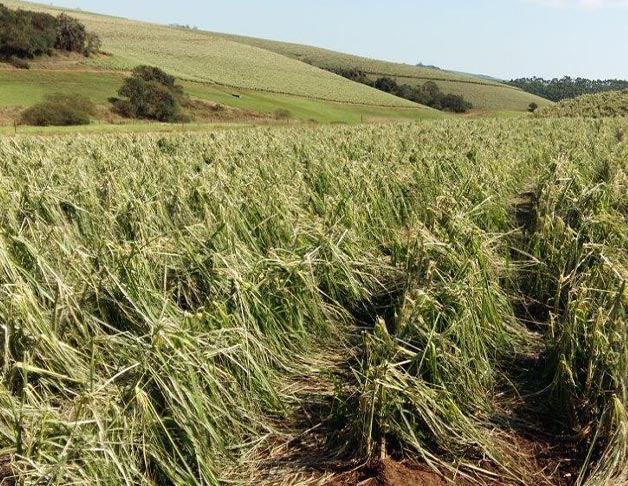 Hail-damage-July